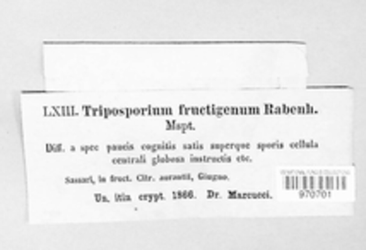 Triposporium fructigenum image